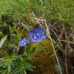 Photographie n°79291 du taxon Veronica fruticans Jacq. [1762]