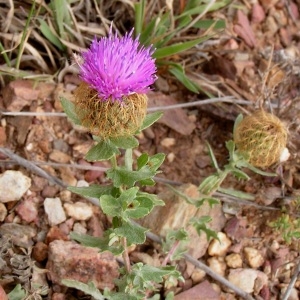 Centaurea pectinata subsp. supina (Jord.) Braun-Blanq. (Centaurée couchée)