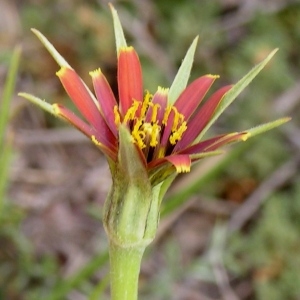 Photographie n°79299 du taxon Tragopogon crocifolius L. [1759]