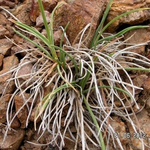  - Phleum phleoides (L.) H.Karst. [1880]