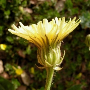 Photographie n°79310 du taxon Crepis albida Vill. [1779]