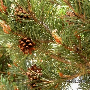 Photographie n°79312 du taxon Pinus uncinata Ramond ex DC. [1805]