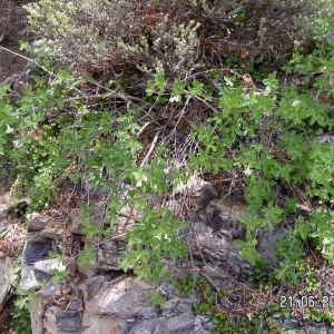 Photographie n°79313 du taxon Lonicera pyrenaica L. [1753]