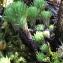  Marie  Portas - Sedum forsterianum Sm.