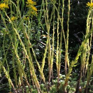 Photographie n°79329 du taxon Sedum forsterianum Sm. [1808]