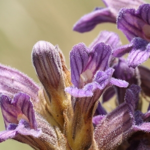 Photographie n°79331 du taxon Orobanche purpurea Jacq. [1762]