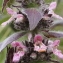  Marie  Portas - Stachys alpina L.