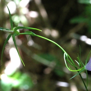 Photographie n°79347 du taxon Campanula patula L.