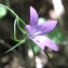  Marie  Portas - Campanula patula L.