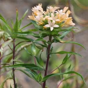 Photographie n°79350 du taxon Collomia grandiflora Douglas ex Lindl.