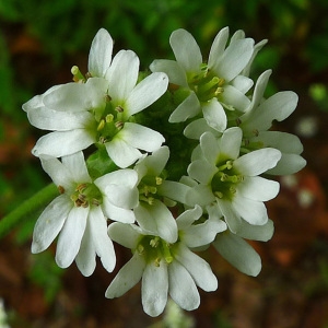Berteroa incana (L.) DC. subsp. incana (Alysson blanc)