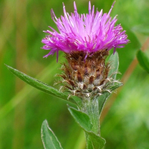 Photographie n°79356 du taxon Centaurea jacea subsp. debeauxii (Godr. & Gren.) Douin [1923]