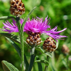 Photographie n°79361 du taxon Centaurea jacea subsp. jacea