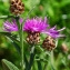  Bertrand BUI - Centaurea jacea subsp. jacea