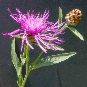  - Centaurea jacea subsp. jacea