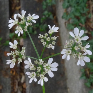 Coriandrum melphitense Ten. & Guss. (Coriandre)