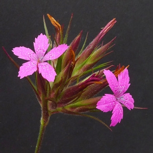  - Dianthus armeria L. [1753]