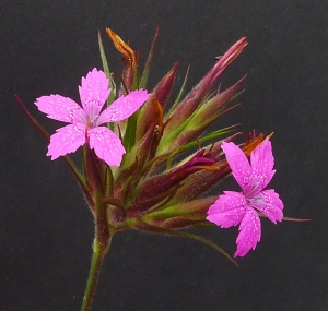 Bertrand BUI, le 18 juin 2012 (Paris (Cimetière Montparnasse))