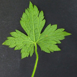 Photographie n°79374 du taxon Geranium x oxonianum Yeo [1985]