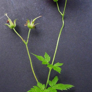 Photographie n°79375 du taxon Geranium x oxonianum Yeo [1985]