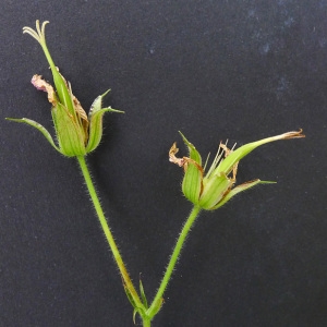 Photographie n°79376 du taxon Geranium x oxonianum Yeo [1985]