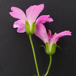 Photographie n°79377 du taxon Geranium x oxonianum Yeo [1985]