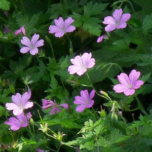 Geranium ×oxonianum Yeo (Géranium)