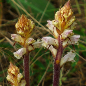 Photographie n°79384 du taxon Orobanche picridis F.W.Schultz [1830]