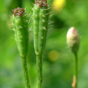 Photographie n°79387 du taxon Papaver argemone L.