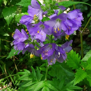 Photographie n°79388 du taxon Polemonium caeruleum L. [1753]