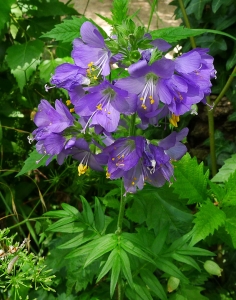 Bertrand BUI, le 21 juin 2012 (Paris (Bois de Vincennes))