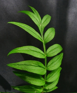 Bertrand BUI, le 21 juin 2012 (Paris (Bois de Vincennes))