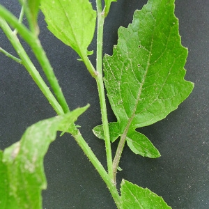 Photographie n°79394 du taxon Raphanus sativus L. [1753]