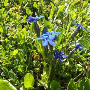 Photographie n°79403 du taxon Gentiana bavarica L. [1753]