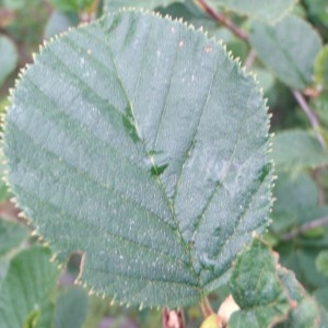 Photographie n°79408 du taxon Alnus viridis (Chaix) DC. [1805]