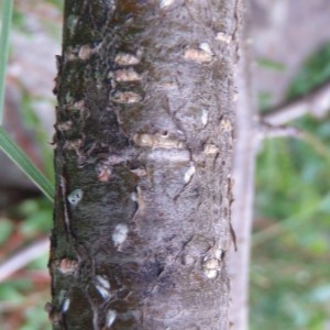 Photographie n°79410 du taxon Alnus viridis (Chaix) DC. [1805]