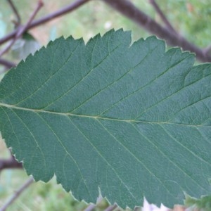 Photographie n°79413 du taxon Sorbus mougeotii Soy.-Will. & Godr. [1858]