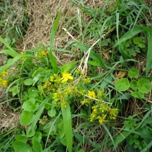 Photographie n°79426 du taxon Hypericum perforatum L. [1753]