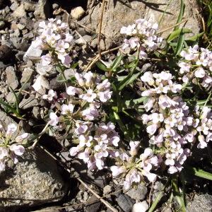 Thlaspi rotundifolium subsp. cenisium proles corymbosum (J.Gay) Rouy & Foucaud (Tabouret de Leresche)