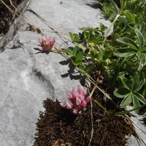 Photographie n°79430 du taxon Trifolium pallescens Schreb. [1804]