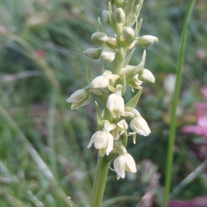 Photographie n°79433 du taxon Leucorchis albida (L.) E.Mey. [1848]