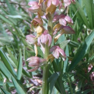 Photographie n°79434 du taxon Coeloglossum viride (L.) Hartm. [1820]