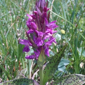  - Dactylorhiza majalis (Rchb.) P.F.Hunt & Summerh. [1965]