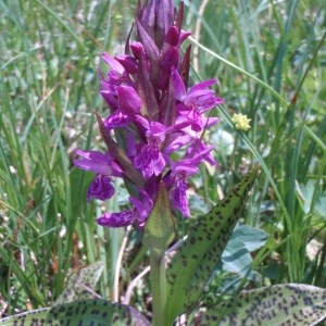 Photographie n°79435 du taxon Dactylorhiza majalis (Rchb.) P.F.Hunt & Summerh. [1965]