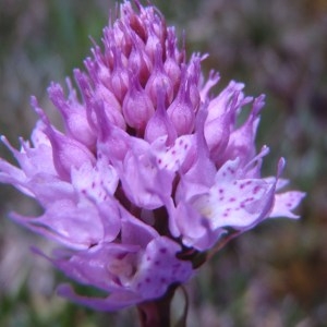 Photographie n°79436 du taxon Traunsteinera globosa (L.) Rchb. [1842]