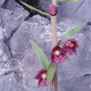 Photographie n°79441 du taxon Epipactis atrorubens (Hoffm.) Besser [1809]