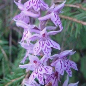 Photographie n°79443 du taxon Dactylorhiza fuchsii (Druce) Soó [1962]