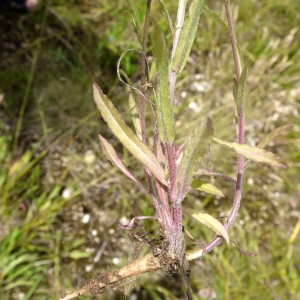 Photographie n°79470 du taxon Campanula rapunculus subsp. rapunculus