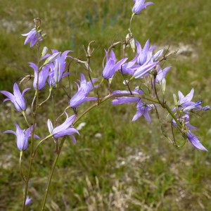 Photographie n°79471 du taxon Campanula rapunculus subsp. rapunculus