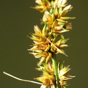 Photographie n°79473 du taxon Carex vulpina L. [1753]